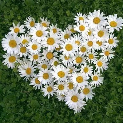 竞彩足球app官方下载手机版